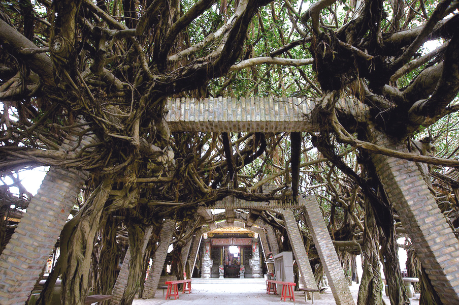 通梁古榕